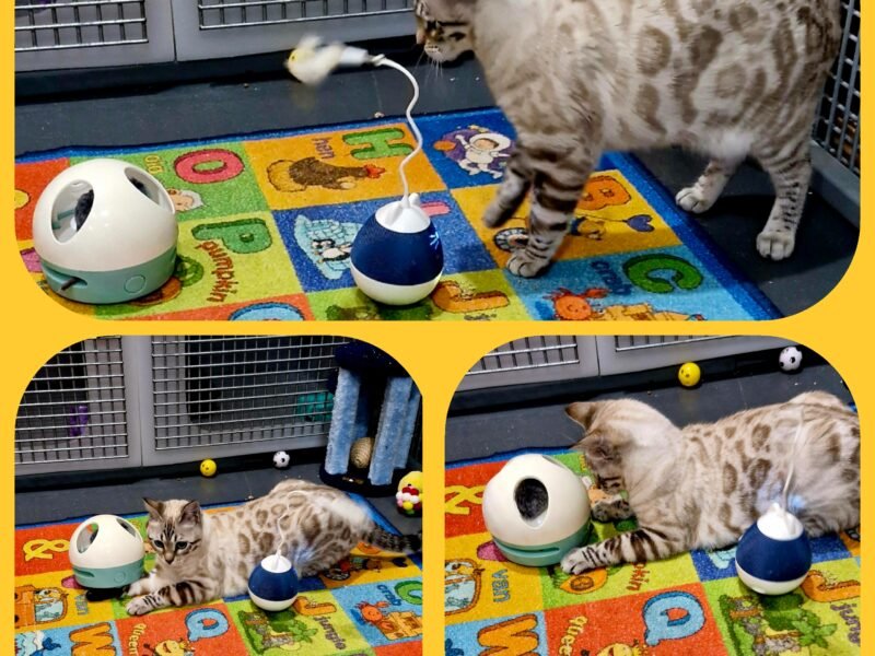 Hotel Kitty Boutique Cattery Ltd