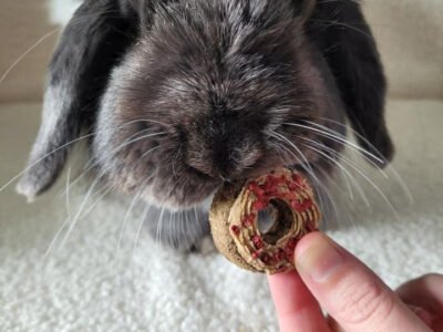 BlueBelle’s Bunny Bakery