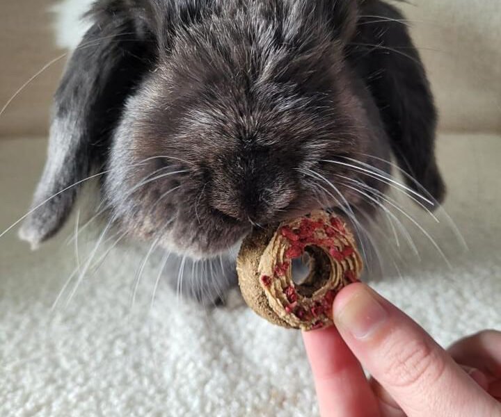 BlueBelle’s Bunny Bakery