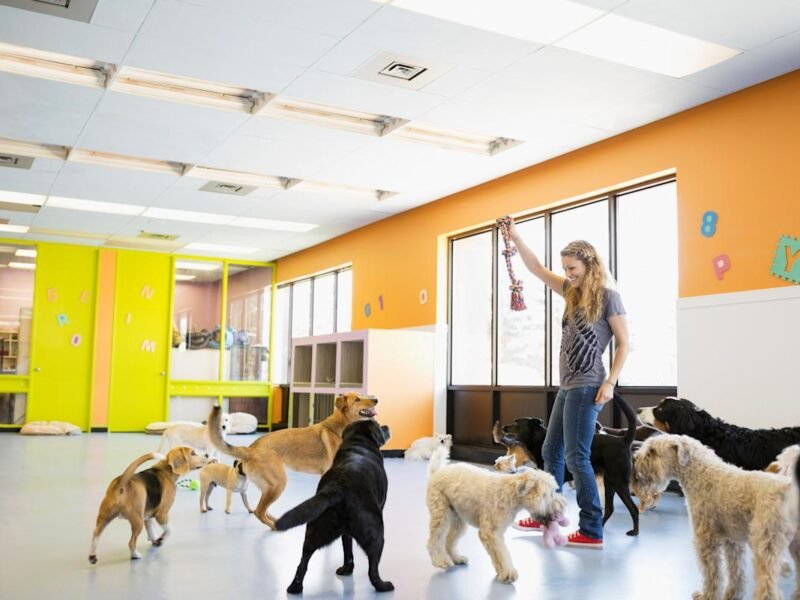 Always Faithful Dog & Puppy Training Annapolis MD