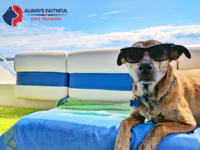 Always Faithful Dog & Puppy Training Annapolis MD