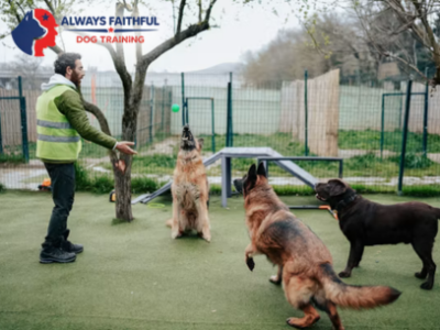 Always Faithful Dog & Puppy Training Annapolis MD