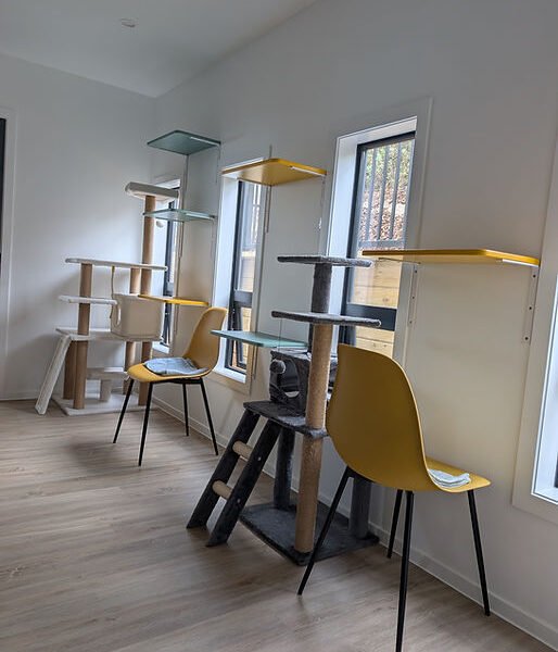 Nelson Cat Hotel - Vet Owned Cat Retreat