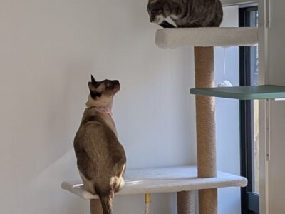 Nelson Cat Hotel - Vet Owned Cat Retreat