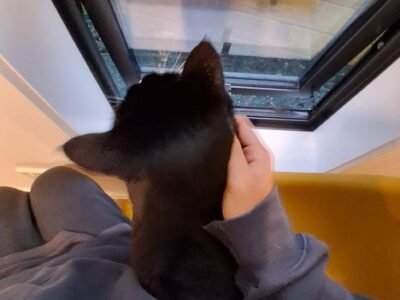 Nelson Cat Hotel - Vet Owned Cat Retreat