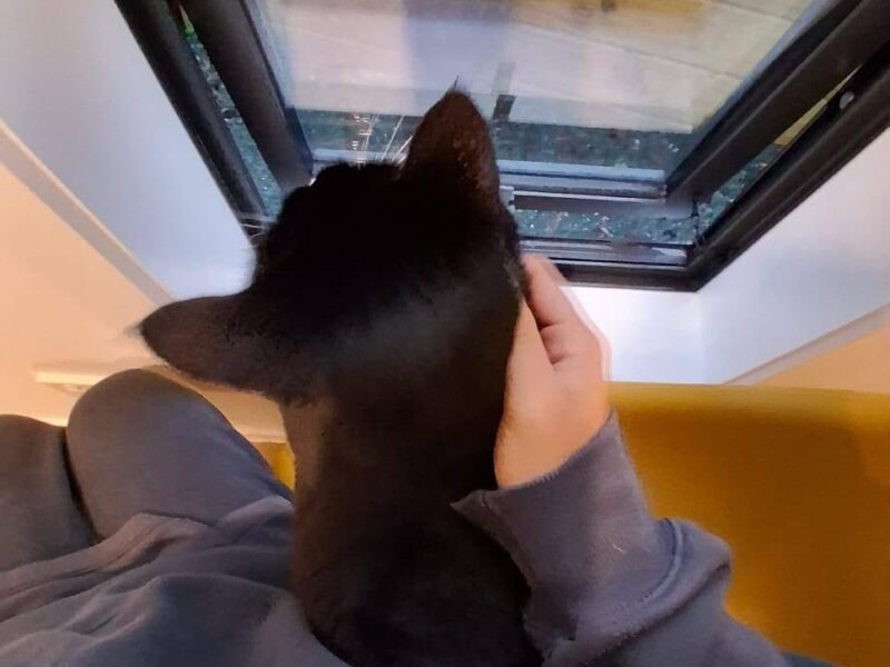 Nelson Cat Hotel - Vet Owned Cat Retreat