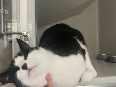 Nelson Cat Hotel - Vet Owned Cat Retreat