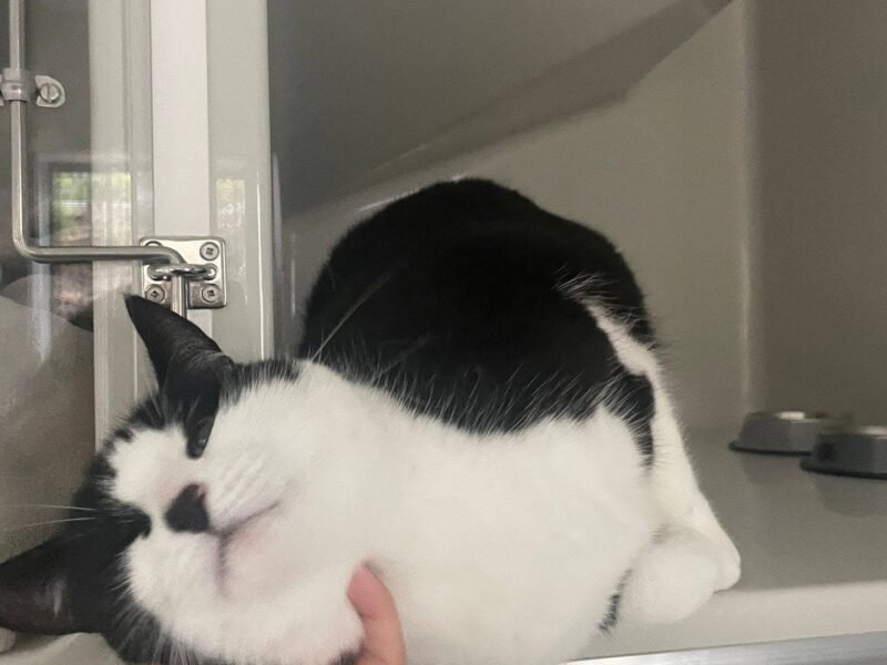 Nelson Cat Hotel - Vet Owned Cat Retreat