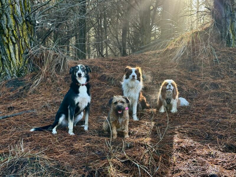 Checkers Dog Walking