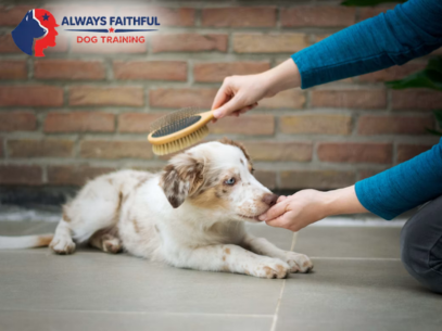 Always Faithful Dog & Puppy Training Annapolis MD