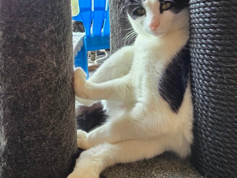 Hotel Kitty Boutique Cattery Ltd