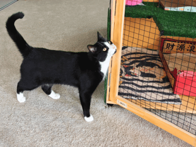 Catati Cat Hotel