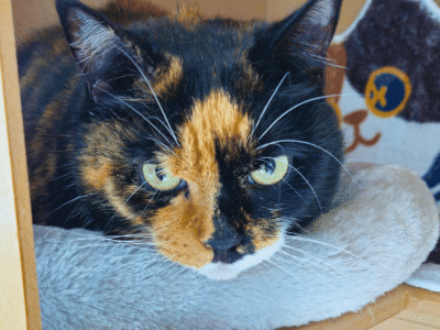 Catati Cat Hotel