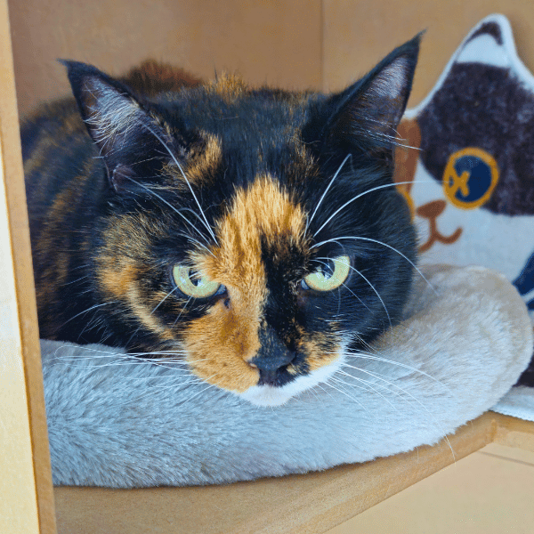 Catati Cat Hotel