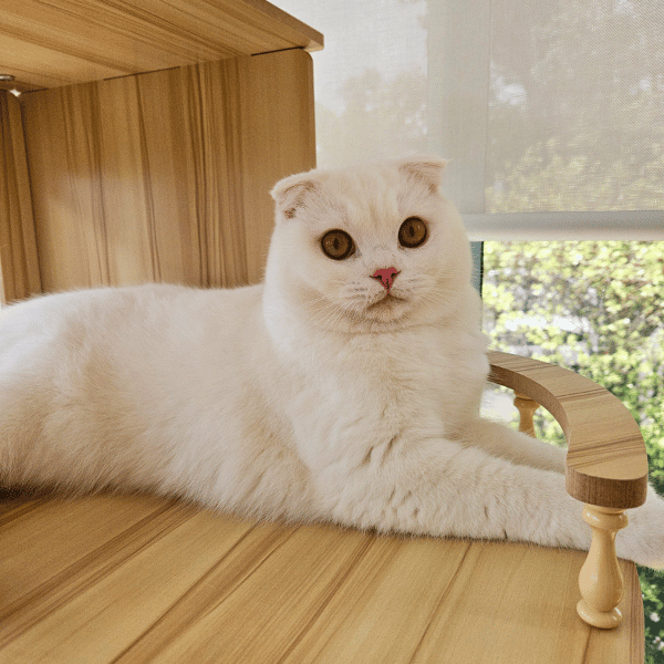 Catati Cat Hotel