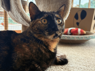 Catati Cat Hotel