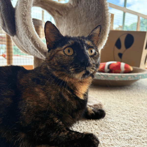 Catati Cat Hotel