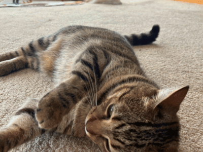 Catati Cat Hotel