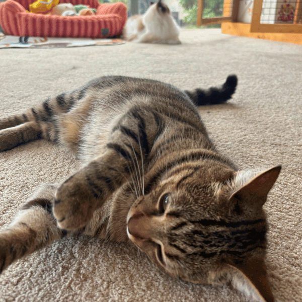 Catati Cat Hotel