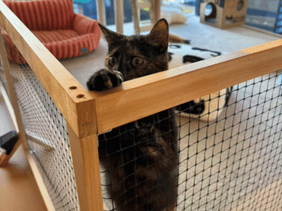 Catati Cat Hotel