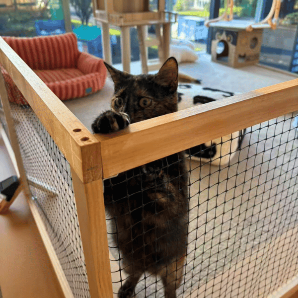 Catati Cat Hotel