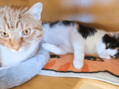 Catati Cat Hotel