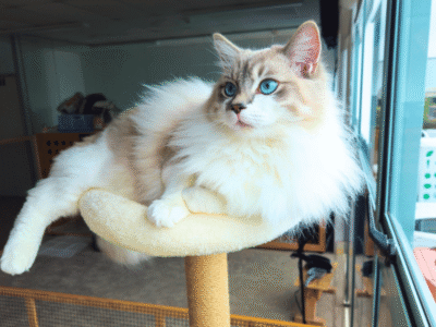 Catati Cat Hotel