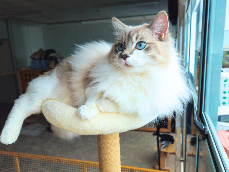 Catati Cat Hotel