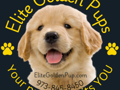 Elite Golden Pups